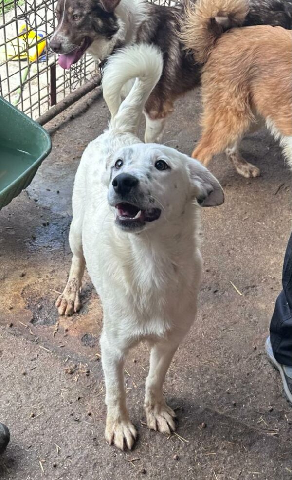 BLUE - ausgereist zur Hundescheune Fläming – Bild 4