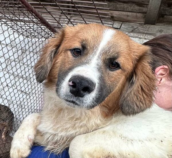 ERNESTO - ausgereist zur Hundescheune Fläming