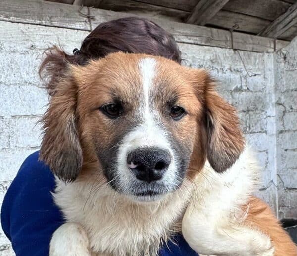 ERNESTO - ausgereist zur Hundescheune Fläming – Bild 2