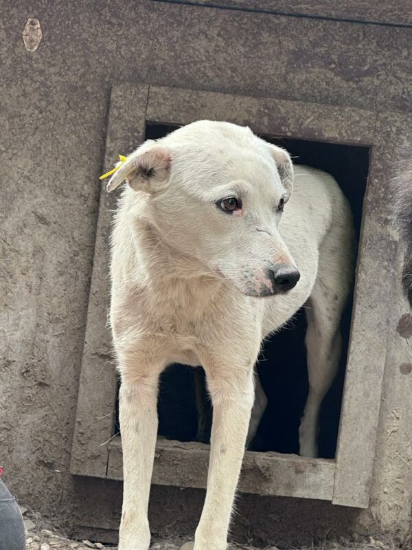 LAGERTHA (♀) - ausgereist zur Tierhilfe Lebenswert – Bild 10
