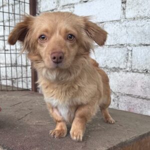 MERLE - reserviert Betty  - vermittelt