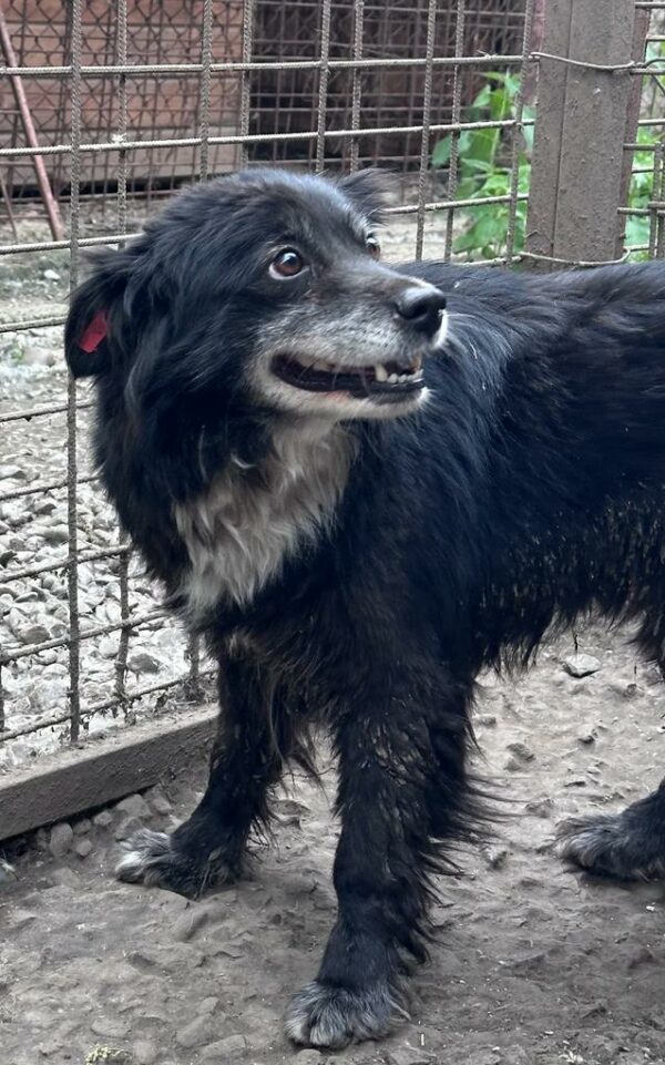 MECHTHILD - ausgereist zur Tierhilfe Lebenswert – Bild 2