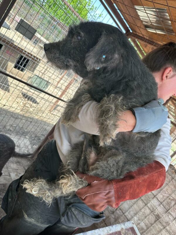 SMUDO - Notfall-Opi - reserviert für Tierhilfe Lebenswert  - vermittelt – Bild 6