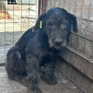 SMUDO - Notfall-Opi - reserviert für Tierhilfe Lebenswert  - vermittelt