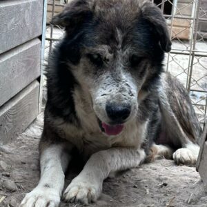 ANTON - NOTFALL - blind, völlig überfordert - reserviert Betty  - vermittelt
