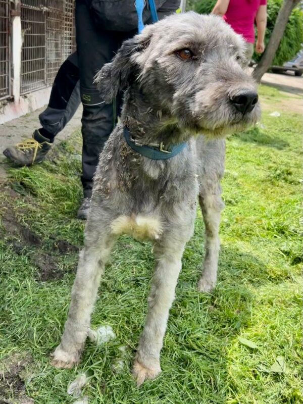 WICKET - vermisst 11/24 – Bild 5