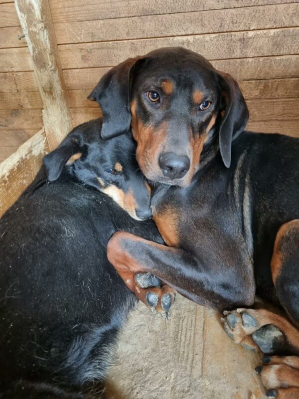 YAGO - ausgereist zum Kinder- und Tierschutzhof Hahnenberg – Bild 3