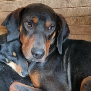 YAGO - ausgereist zum Kinder- und Tierschutzhof Hahnenberg