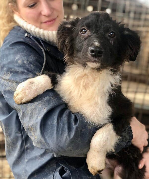 TIAMO - reserviert MD - vermittelt