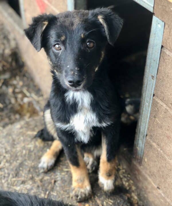 NIEKE - ausgereist zu Second Chance Dogs