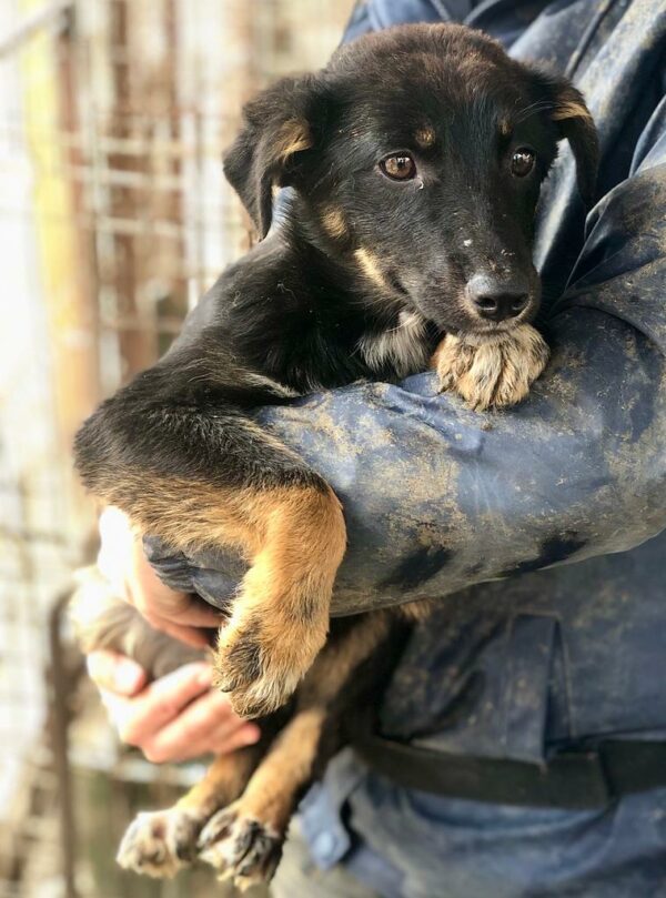 NIEKE - ausgereist zu Second Chance Dogs – Bild 3