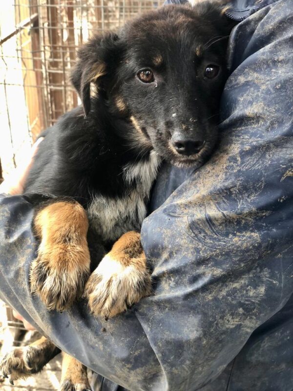 NIEKE - ausgereist zu Second Chance Dogs – Bild 6
