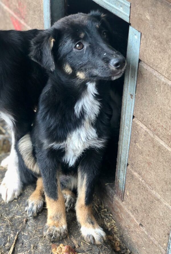 NIEKE - ausgereist zu Second Chance Dogs – Bild 4