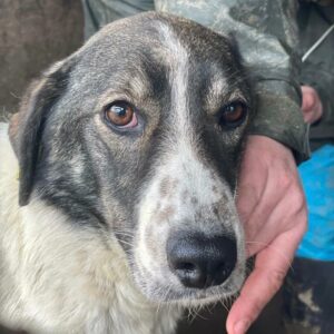 HANNALENE - reserviert Betty  - vermittelt