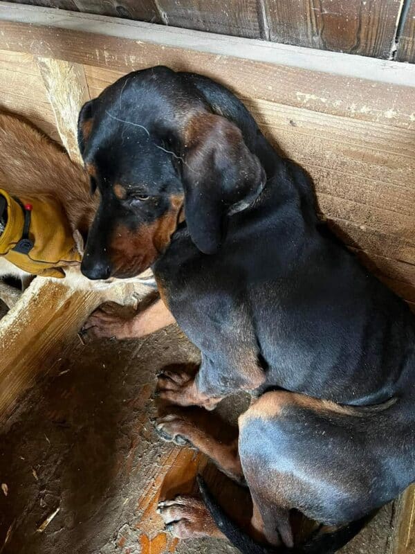 YAGO - ausgereist zum Kinder- und Tierschutzhof Hahnenberg – Bild 4