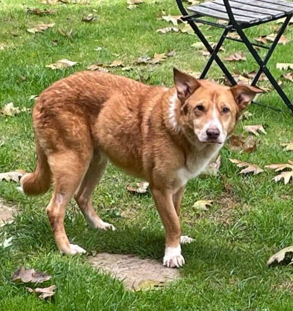 FINTO – Gnadenplatzhund seit dem 30.08.2022 – Bild 2