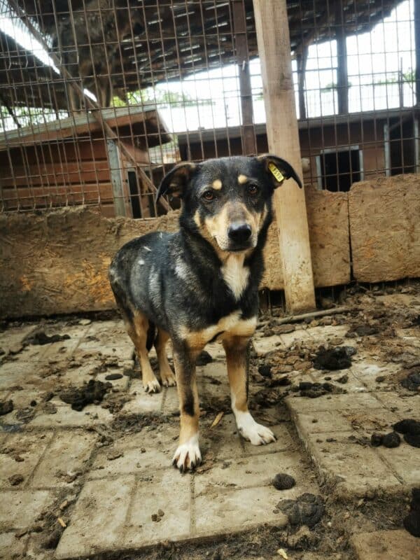 SINDY (♀) - Rute abgerissen - als Kleinste im Kennel völlig überfordert - sollte nun zeitnah reisen! – Bild 9