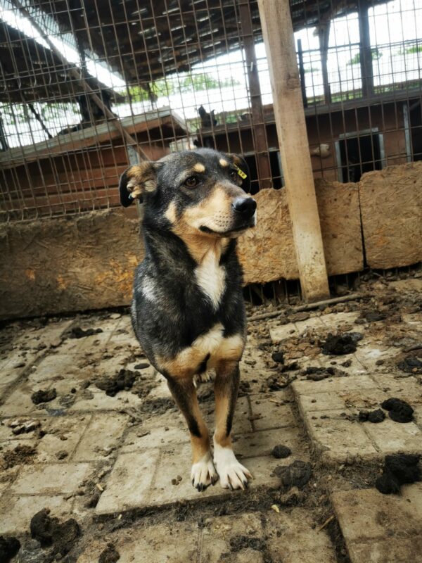SINDY (♀) - Rute abgerissen - als Kleinste im Kennel völlig überfordert - sollte nun zeitnah reisen! – Bild 10