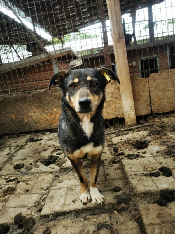 SINDY (♀) - Rute abgerissen - als Kleinste im Kennel völlig überfordert - sollte nun zeitnah reisen! – Bild 11