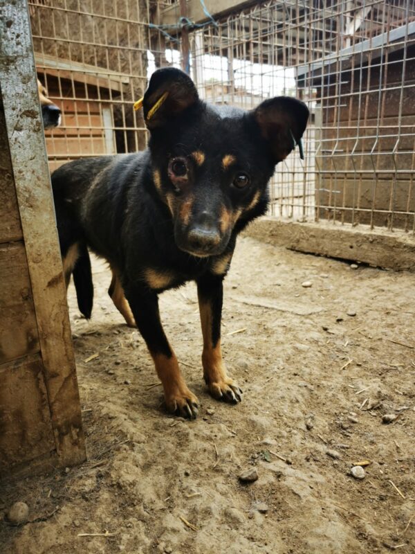 BONITA (♀) – Bild 4