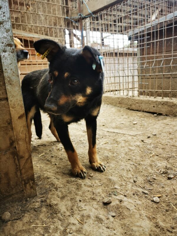 BONITA (♀) – Bild 6