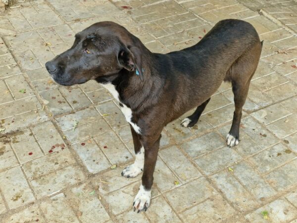 KYRA (♀) – Bild 5