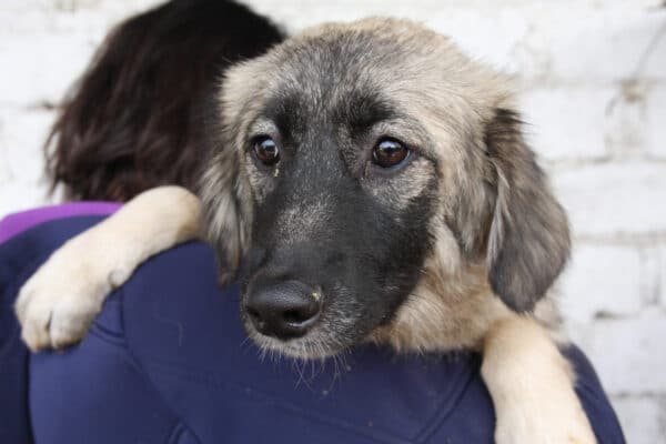 NOORI - reserviert Mihaela DR - vermittelt – Bild 2