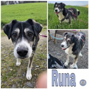 Runa in 38640 Goslar - vermittelt