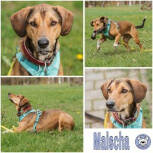 Maischa (♀) in 63773 Goldbach - vermittelt