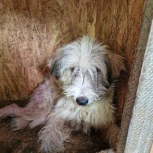 SEBY (= ELVIS)- reserviert ( JW 25/06 )