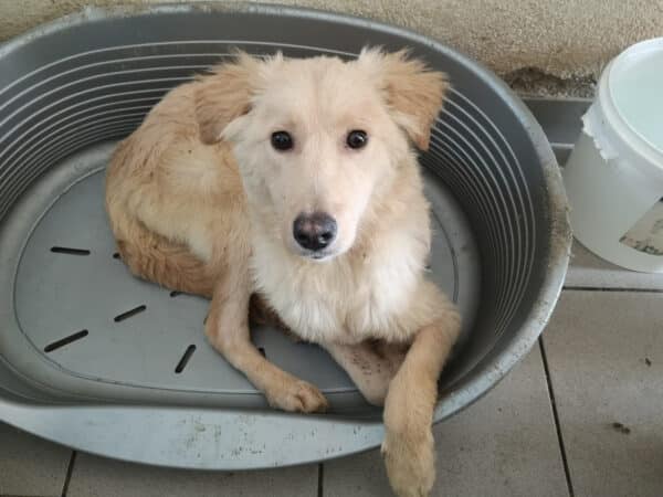 SNOWY - sollte zeitnah ausreisen - reserviert Tierhilfe Lebenswert DR - vermittelt – Bild 2