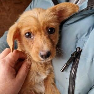 LILLY - reserviert Tierhilfe Lebenswert - vermittelt