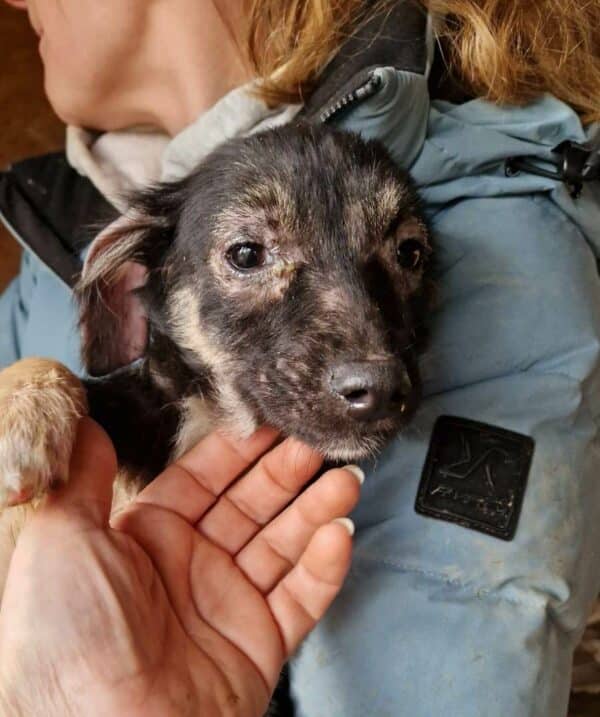 MILLY - reserviert Tierhilfe Lebenswert - vermittelt