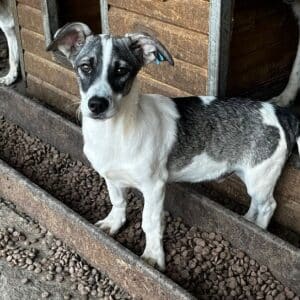 TYLER - vermittelt MD