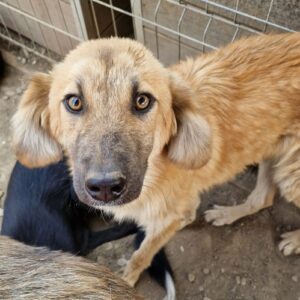 QARI - ausgereist zur Hundescheune Fläming