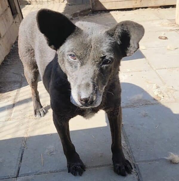 KARLI (♀) - ausgereist zu Step by Paw (AL) – Bild 2