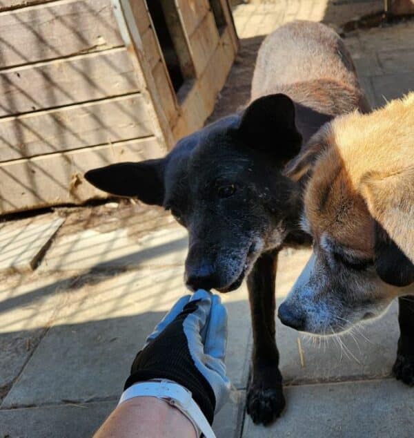 KARLI (♀) - ausgereist zu Step by Paw (AL) – Bild 4