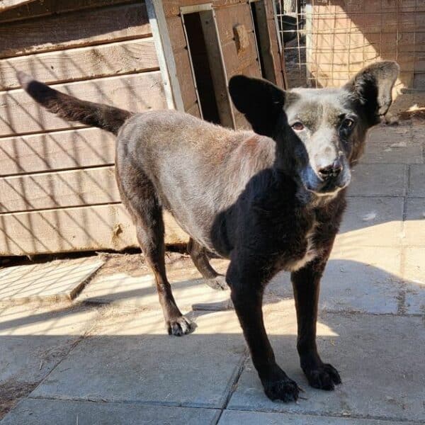 KARLI (♀) - ausgereist zu Step by Paw (AL) – Bild 9