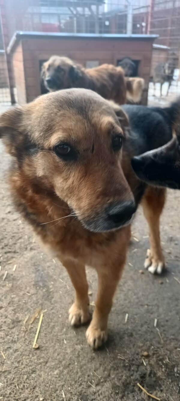 KIRILL - vermittelt Betty – Bild 4