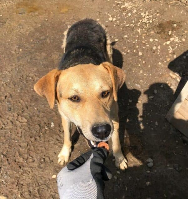 SNORRI (♂) – Bild 4