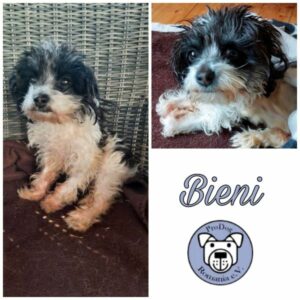 BIENI - Gnadenplatzhund seit dem 12.04.2023