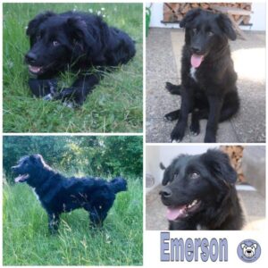 Emerson in 61479 Glashütten - vermittelt