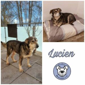 LUCIEN - Gnadenplatzhund seit dem 29.12.2022