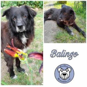 BALINGO - Gnadenplatzhund seit dem 09.07.2022