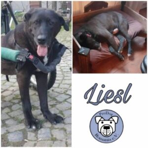 LIESL - Gnadenplatzhund seit dem 29.12.2022 - RBB 18.09.2023