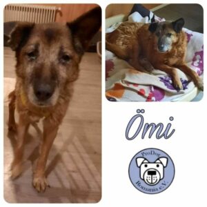 ÖMI - Gnadenplatzhund seit dem 17.12.2022