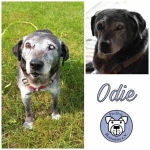 ODIE - Gnadenplatzhund seit dem 10.09.2022 - vermittelt