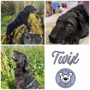 TWIX - Gnadenplatzhund seit 29.12.22 - RBB 18.02.24