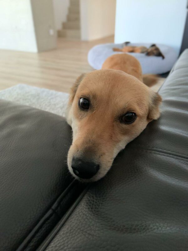 Arya in 72227 Egenhausen - vermittelt – Bild 6