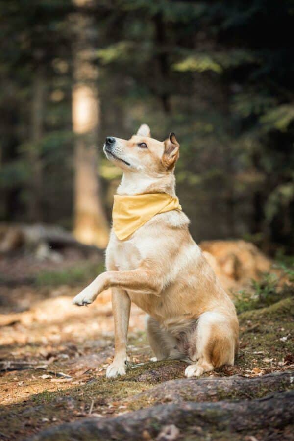 Arya in 72227 Egenhausen - vermittelt – Bild 3